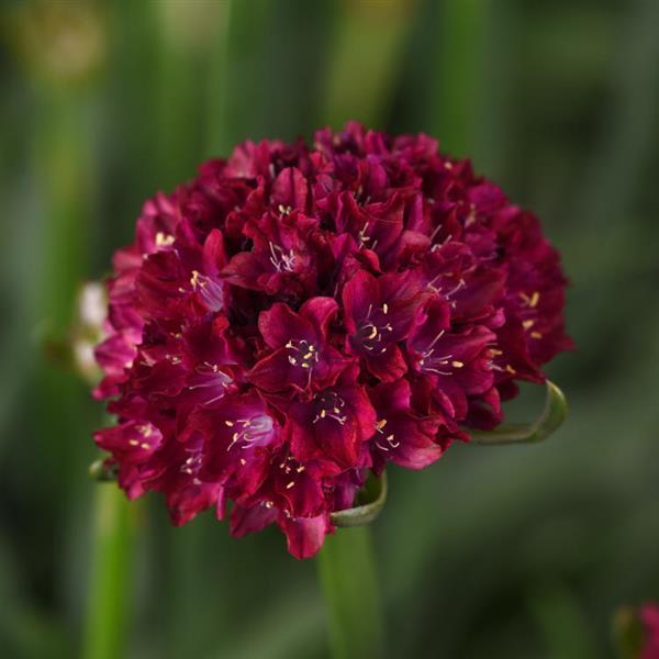 Product Details - Armeria Dreameria<sup></sup> Hypnotic Dreams