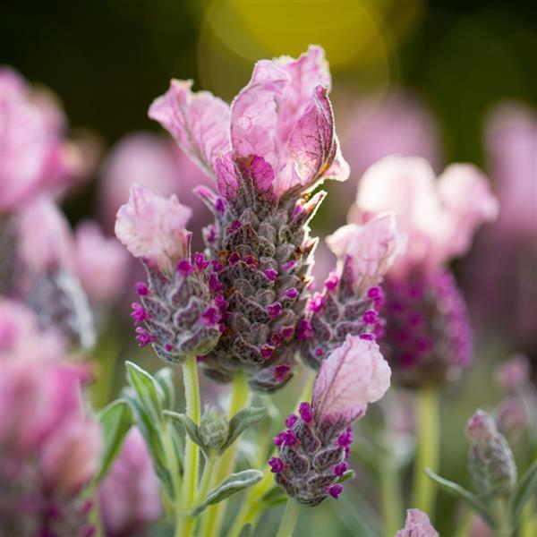 Product Details - Lavandula pedunculata Lavender Frost™ Pink