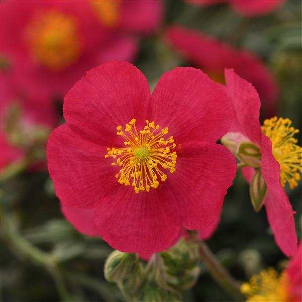 hoya plant Red Wax Plant For Sale – Logee's Plants main image 1