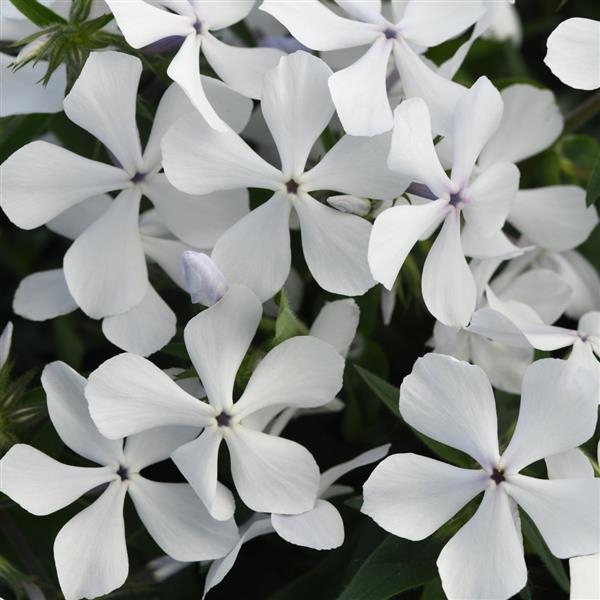 雪降花: drop White Color レコード Product Details - Phlox divaricata Petalscape™ White