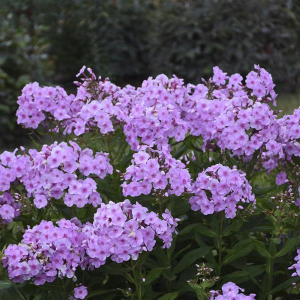 Photo:  Garden