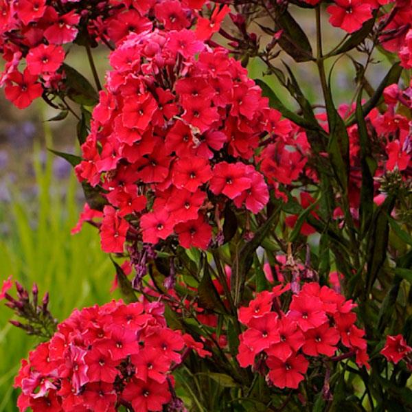 Photo:  Bloom
