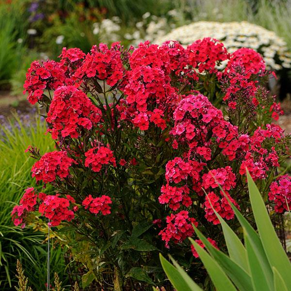 Photo:  Garden