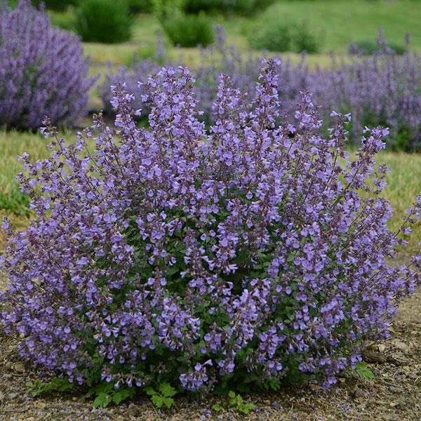 Photo:  Garden