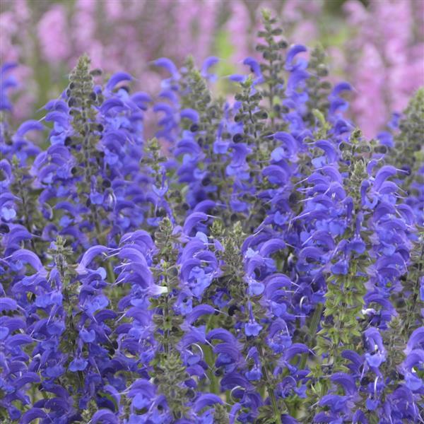 Photo:  Bloom