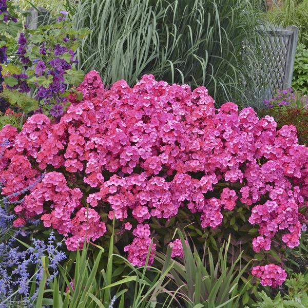 Photo:  Garden