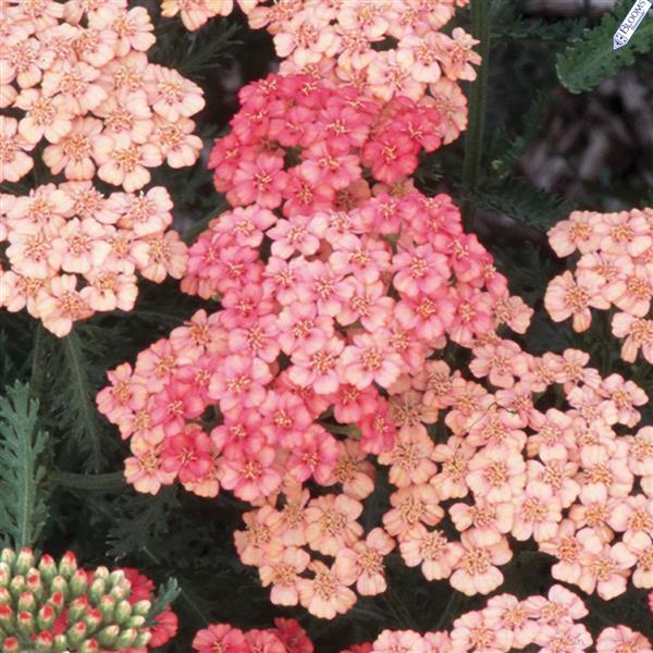 Photo:  Bloom