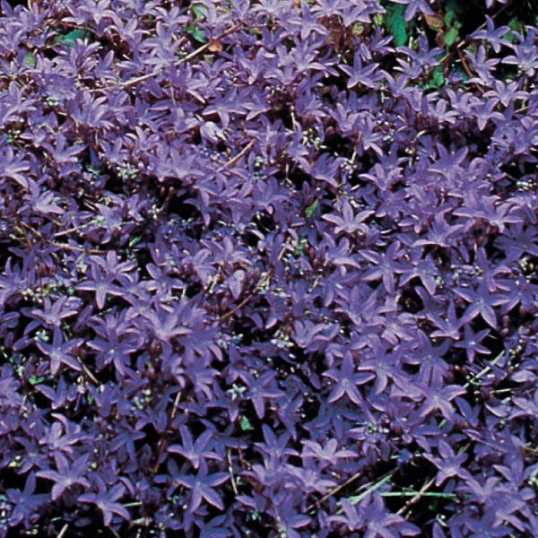 Photo:  Garden