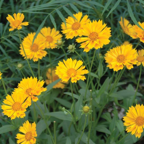 Photo:  Garden