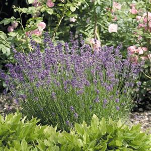 Photo:  Garden