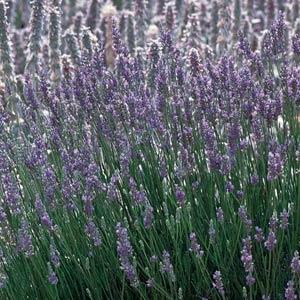 Photo:  Garden