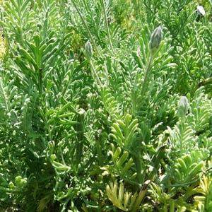 Photo:  Garden