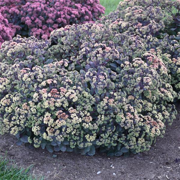 Photo:  Garden