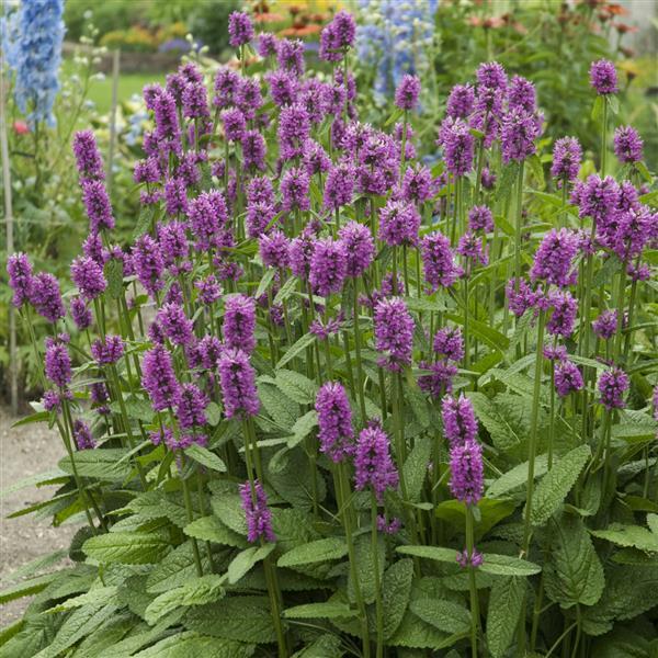 Photo:  Garden