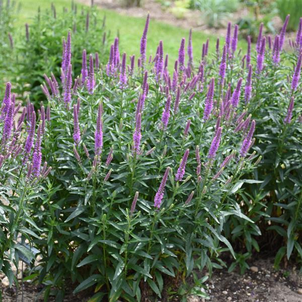 Photo:  Garden