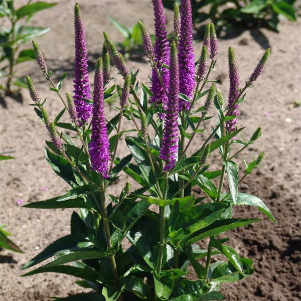 Photo:  Garden