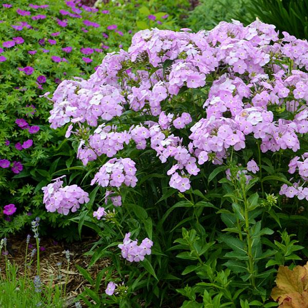 Photo:  Garden