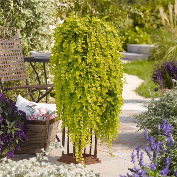 Photo:  Garden