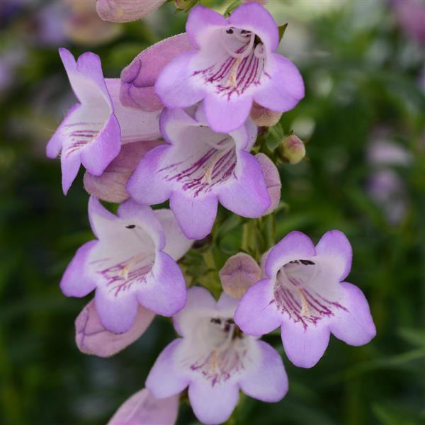 Photo:  Bloom
