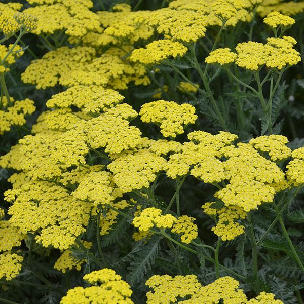 Photo:  Bloom