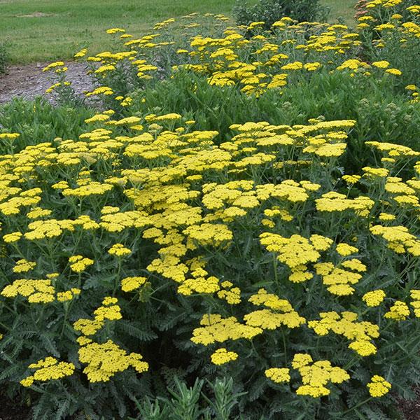 Photo:  Garden