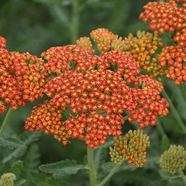 Photo:  Bloom