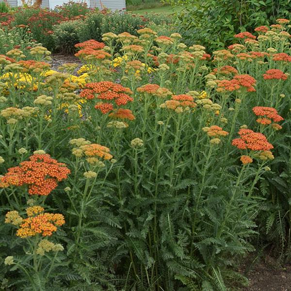 Photo:  Garden