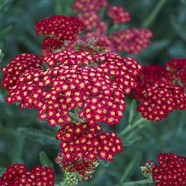 Photo:  Bloom