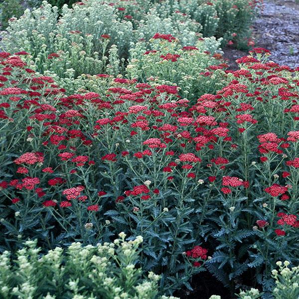 Photo:  Garden
