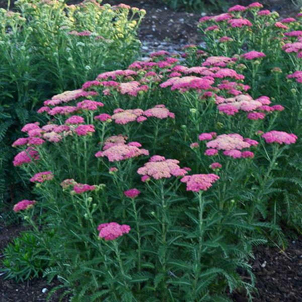 Photo:  Garden