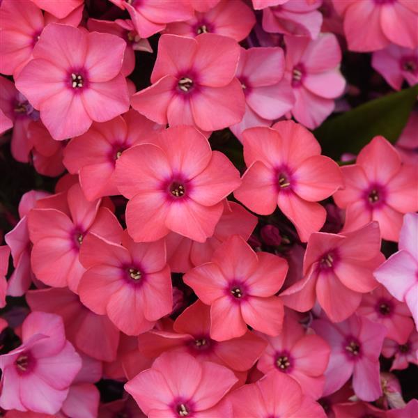 Photo:  Bloom