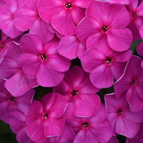 Photo:  Bloom