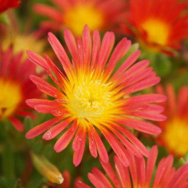Photo:  Bloom