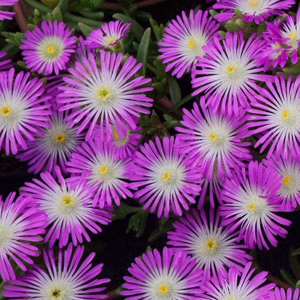 Photo:  Bloom
