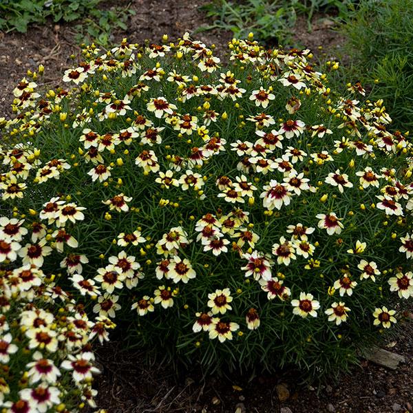 Photo:  Garden