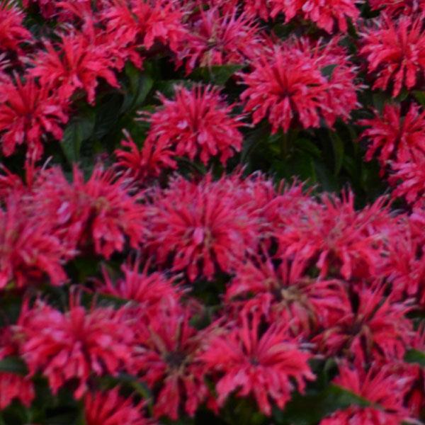 Photo:  Bloom