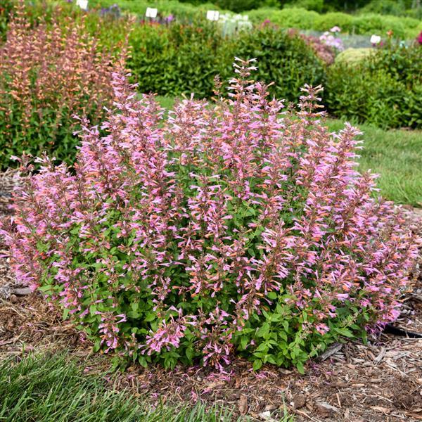 Photo:  Garden