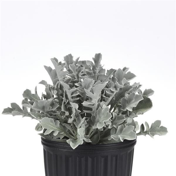 Photo:  Container
