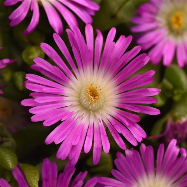 Photo:  Bloom