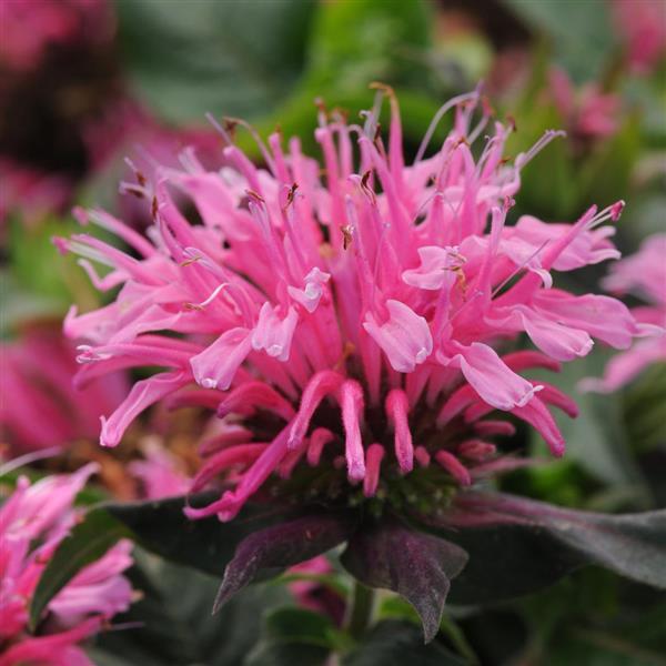 Photo:  Bloom