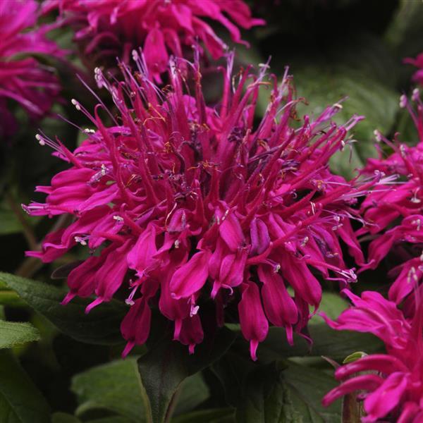 Photo:  Bloom