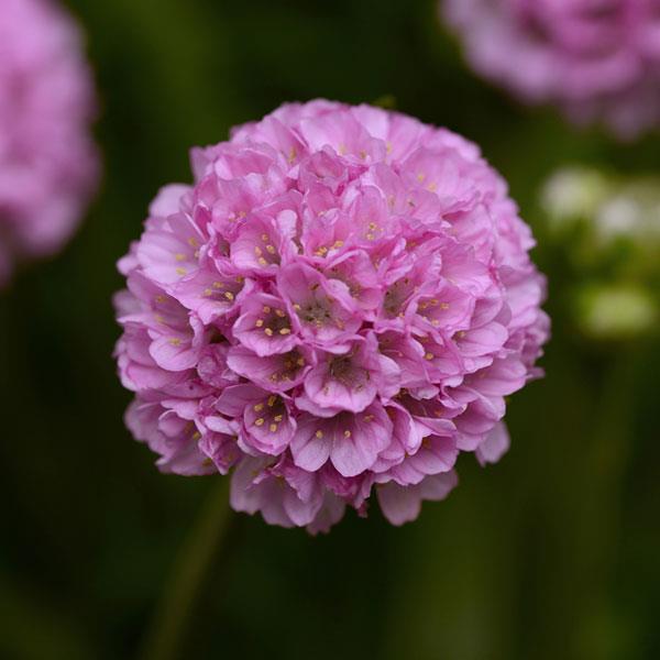 Photo:  Bloom