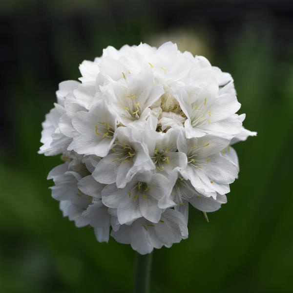 Photo:  Bloom