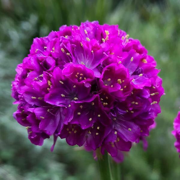 Photo:  Bloom