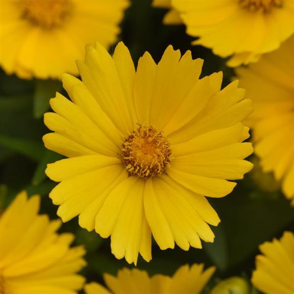 Photo:  Bloom