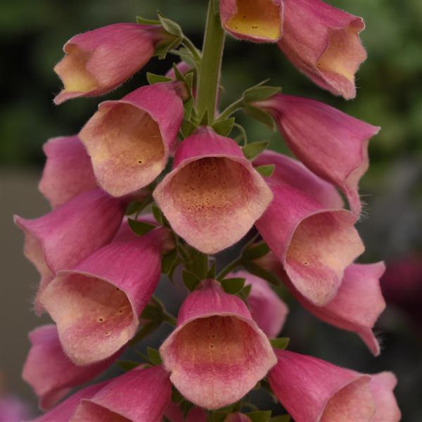 Photo:  Bloom