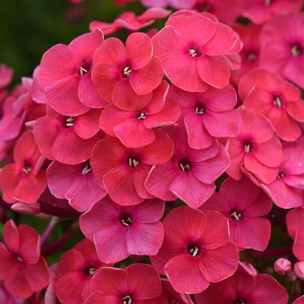 Photo:  Bloom