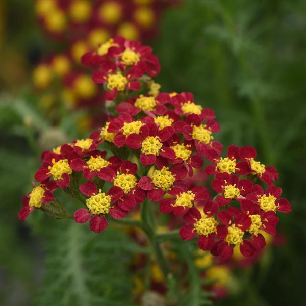 Photo:  Bloom
