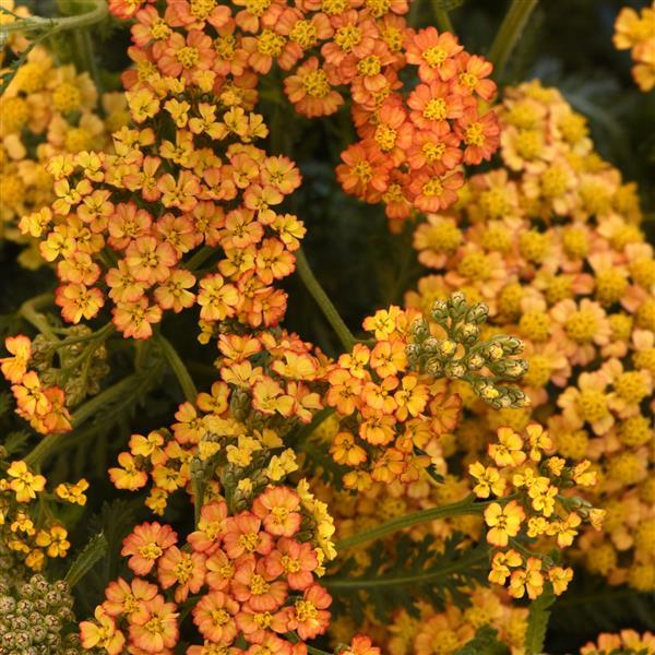Photo:  Bloom