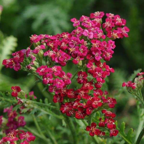 Photo:  Bloom